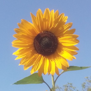 Sonnenblume